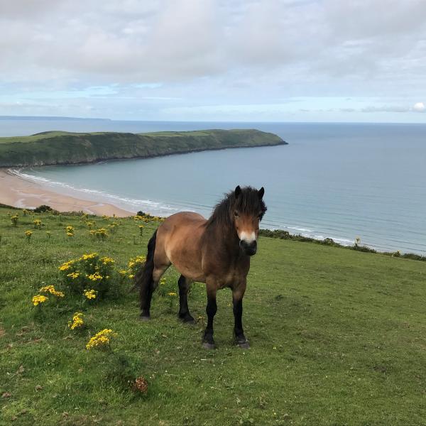 Exmoor Pony on Woolacombe Down