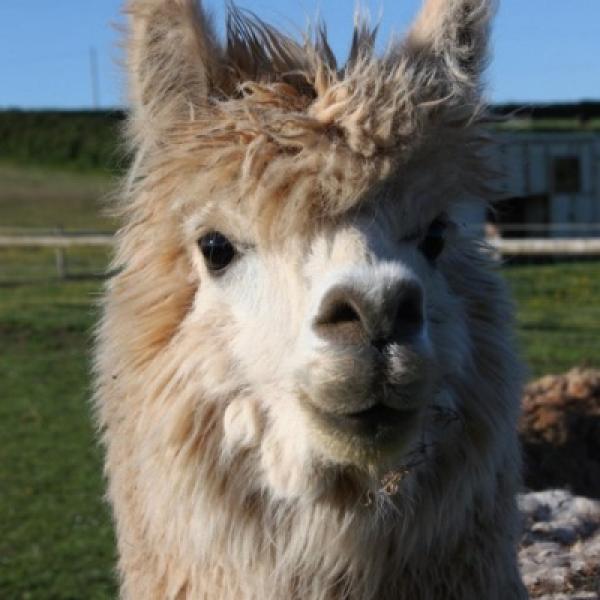 Little Roadway Farm Campsite Woolacombe Alpacas