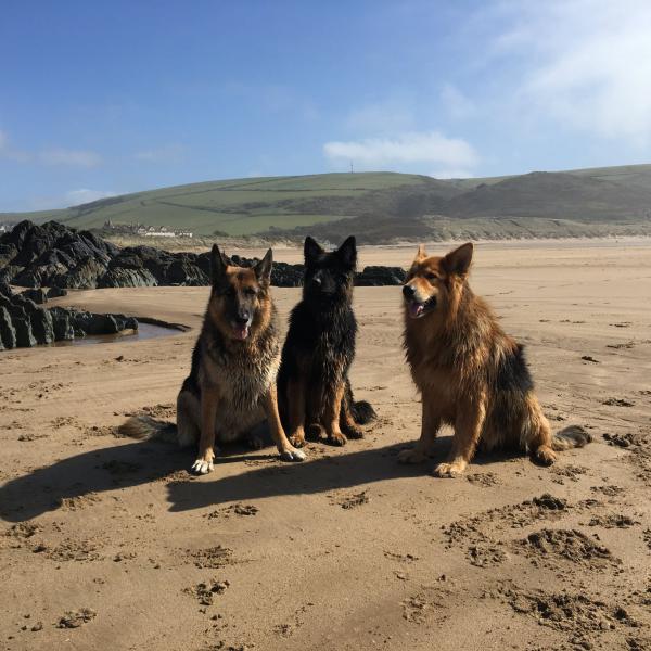 Shepherds Hut Cafe Dog Friendly Cafe in Woolacombe