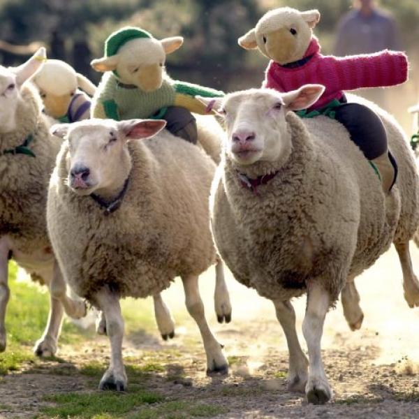 The Big Sheep Farm and Theme Park Bideford North Devon 