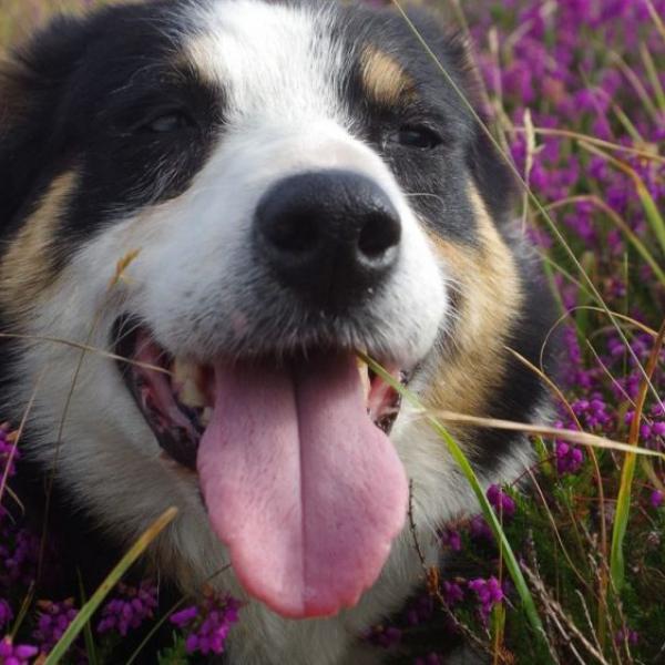 Fly Borough Farm Sheepdog & Falconry Displays Mortehoe