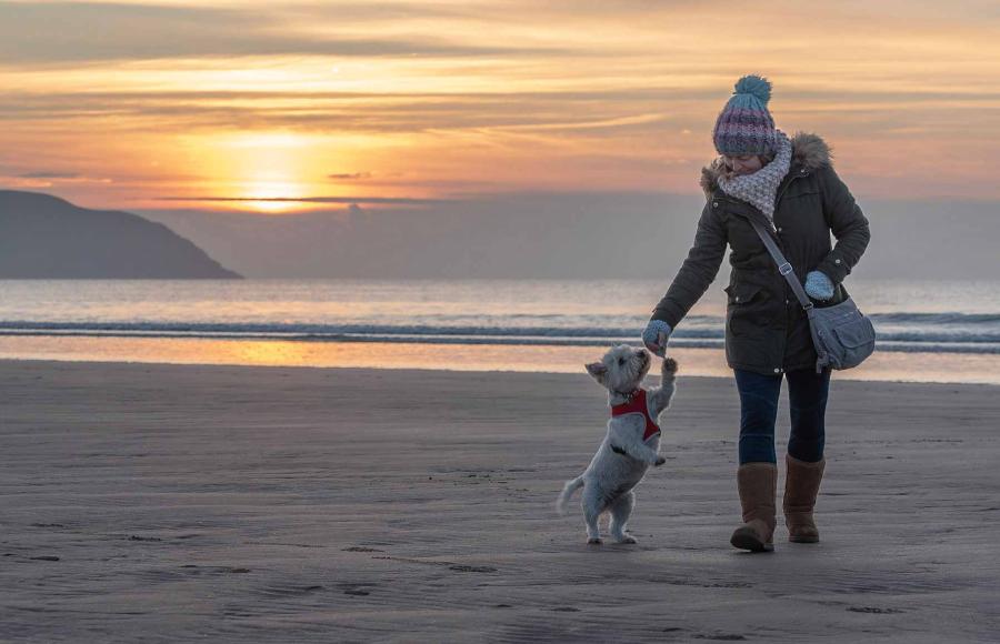 Dog walking on Woolacombe beach