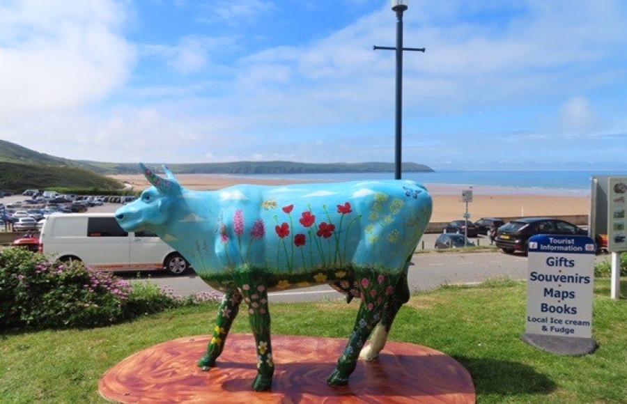 National Trust Cow Trail 