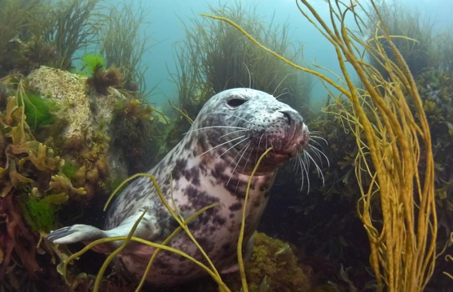 Lundy Marine Festival 