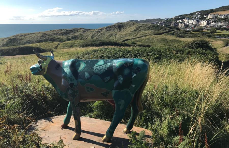 National Trust Woolacombe Dunes Cow Trail 