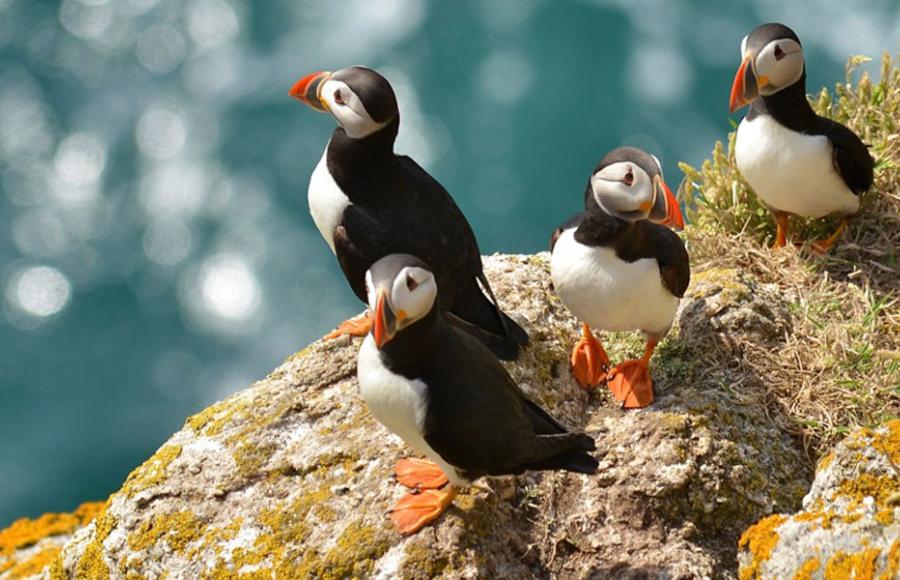 Book DayTrips to Lundy Island at Woolacombe Tourist Information Centre