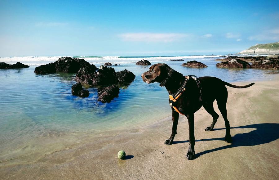 Dog friendly winter breaks at Byron Woolacombe Holiday Lets