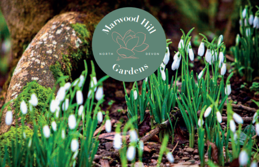 Snowdrops at Marwood Hill Gardens February 2024