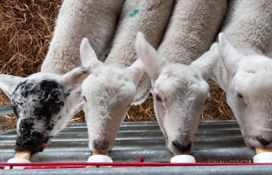 Springtime at Lower Campscott Farm Lee Woolacombe