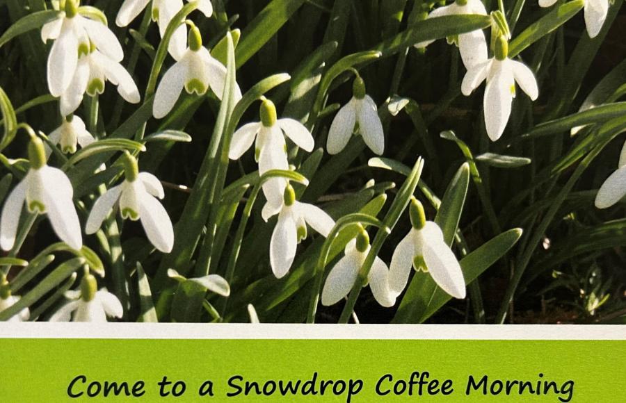 Snowdrop Coffee Morning at Damage Barton Farm Mortehoe 