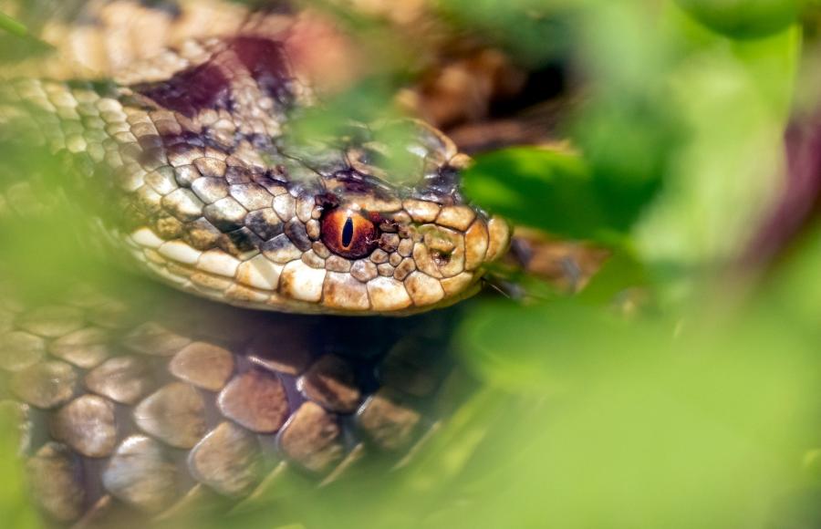 National Trust Reptile Rambles Woolacombe 