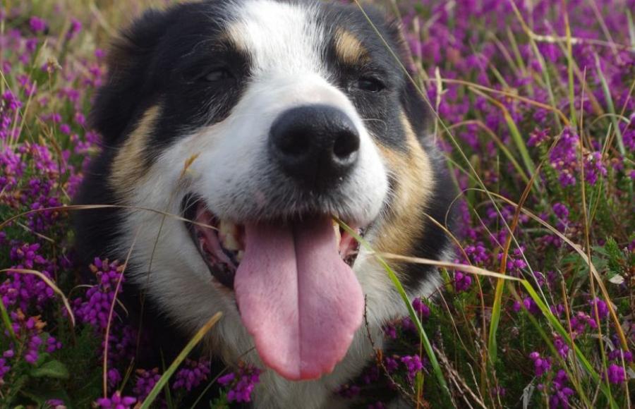 Borough Farm Sheepdog & Falconry Display Mortehoe Woolacombe 2024