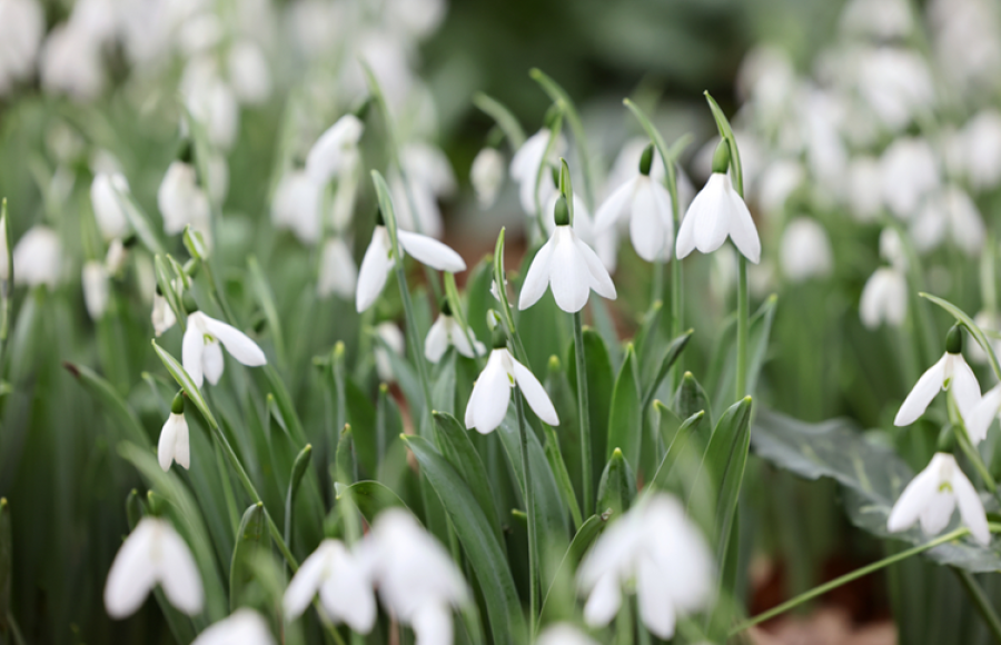RHS Rosemoor Snowdrops Calendar of Events 2025