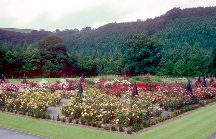 Festival of Roses RHS Rosemoor 2025